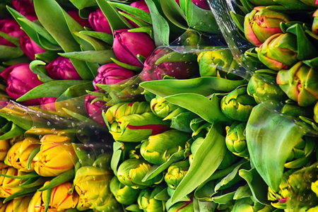colorful beautiful spring large bunches of tulips lying on a market stallの写真素材