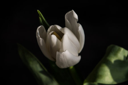 spring white tulip lit by the sun on a dark smooth background