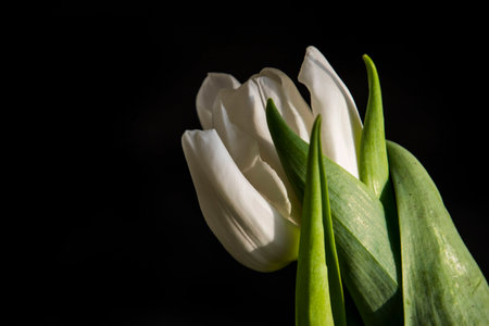 spring white tulip lit by the sun on a dark smooth backgroundの写真素材