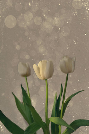 spring white tulip lit by the sun on a dark smooth backgroundの写真素材