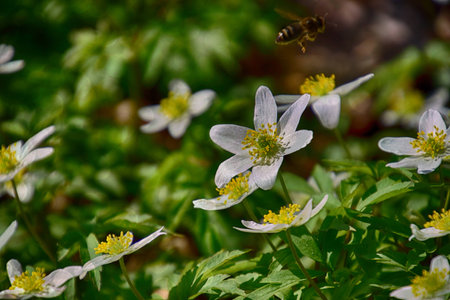 beautiful small wild white flowers anemone growing in the forest among green foliage
