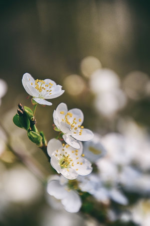 beautiful twig of a fruit tree showered with small delicate white flowersの写真素材