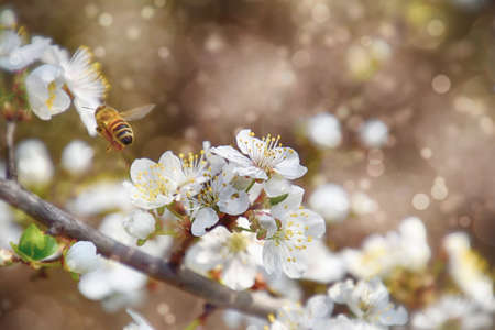beautiful twig of a fruit tree showered with small delicate white flowersの写真素材