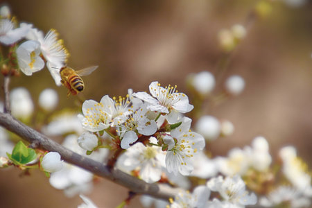 beautiful twig of a fruit tree showered with small delicate white flowers