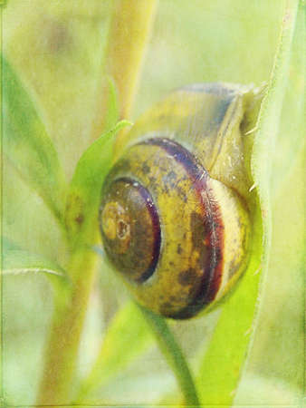 a beautiful little snail hidden in a colorful shell sleeping on the grass in a summer meadowの写真素材