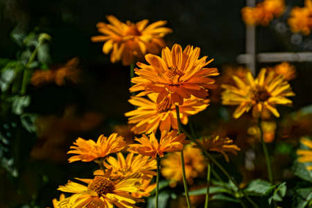 beautiful dark yellow flowers growing in the garden in the warm summer afternoon sunの写真素材