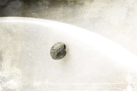 Beautiful summer little tiny snail on a white background textured background