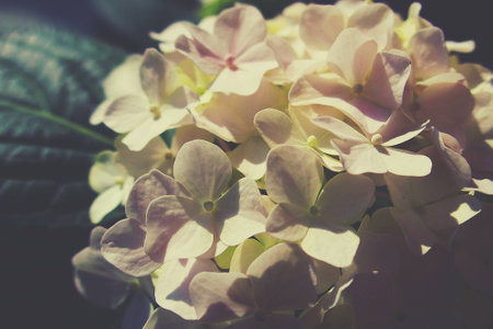 beautiful delicate pale pink hydrangea blooming in the summer garden illuminated by the warm sunの写真素材