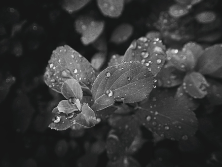 beautiful summer plant with raindrops on the leaves monochrome
