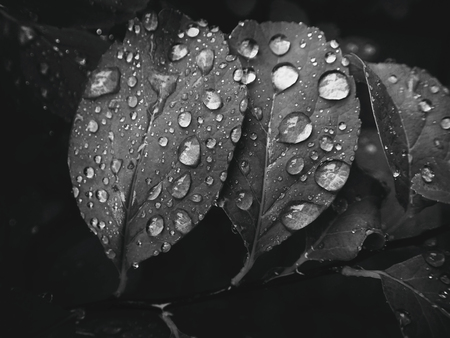 beautiful summer plant with raindrops on the leaves monochromeの写真素材