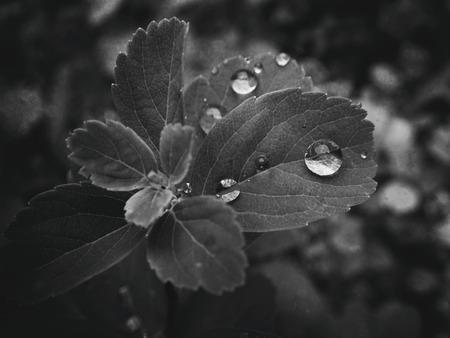 beautiful summer plant with raindrops on the leaves monochromeの写真素材