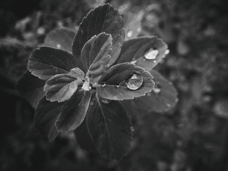 beautiful summer plant with raindrops on the leaves monochrome