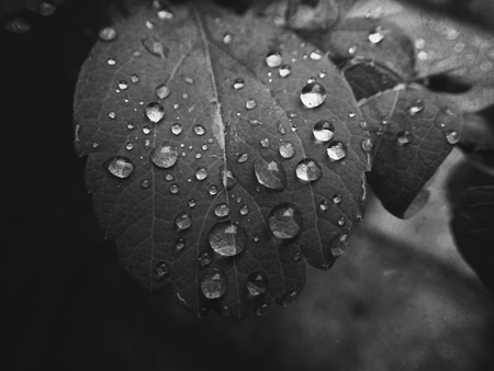 beautiful summer plant with raindrops on the leaves monochromeの写真素材