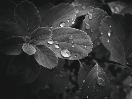 beautiful summer plant with raindrops on the leaves monochromeの写真素材