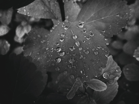 beautiful summer plant with raindrops on the leaves monochromeの写真素材