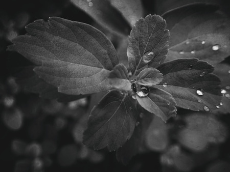 beautiful summer plant with raindrops on the leaves monochrome