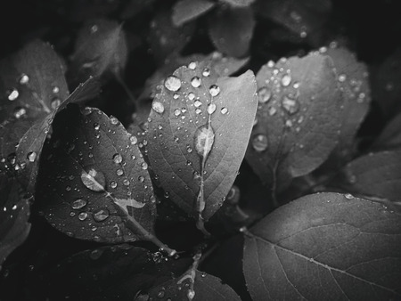 beautiful summer plant with raindrops on the leaves monochromeの写真素材