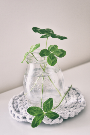 a bouquet of beautiful field four-leaf clovers in a small vase on a light smooth backgroundの写真素材