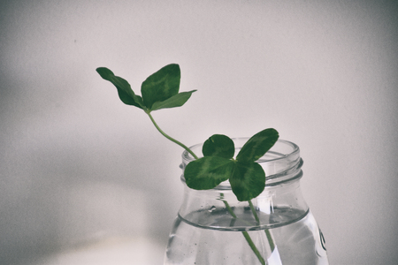 a bouquet of beautiful field four-leaf clovers in a small vase on a light smooth background