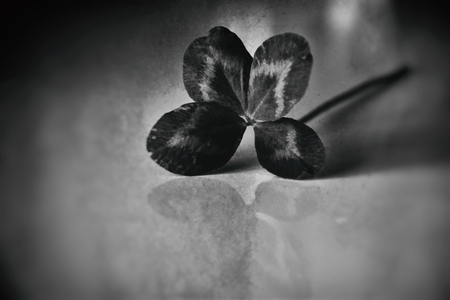 a bouquet of beautiful field four-leaf clovers in a small vase on a light smooth background
