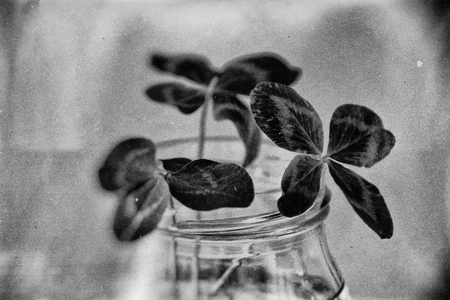 a bouquet of beautiful field four-leaf clovers in a small vase on a light smooth background