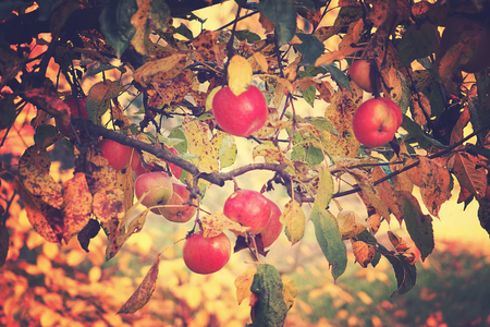 beautiful juicy tasty red apples on an autumn branch of apple tree in the warm sunの写真素材