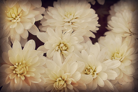 beautiful background with autumnal white chrysanthemums in close-upの写真素材