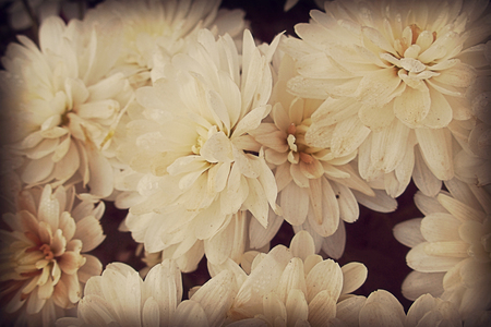 beautiful background with autumnal white chrysanthemums in close-upの写真素材