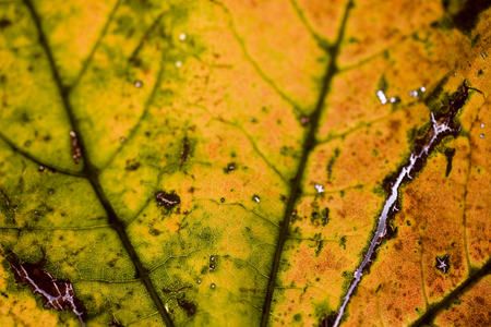 beautiful background with autumn colored maple leaves