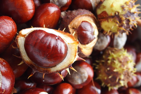 beautiful brown chestnuts collected on an autumn dayの写真素材