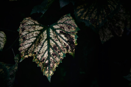beautiful autumn background with green and golden leaves illuminated by the warm sunの写真素材