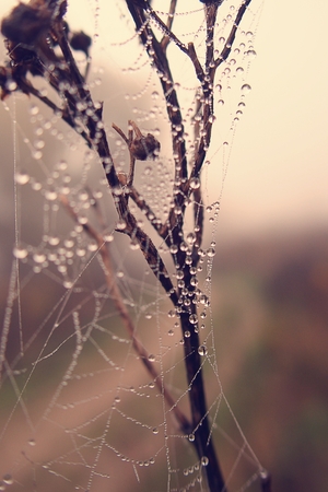 beautiful autumn spider web in the fog on a plant with droplets of waterの写真素材