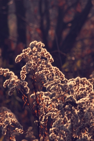 beautiful withered autumn flowers in a meadow in the morning sunの写真素材