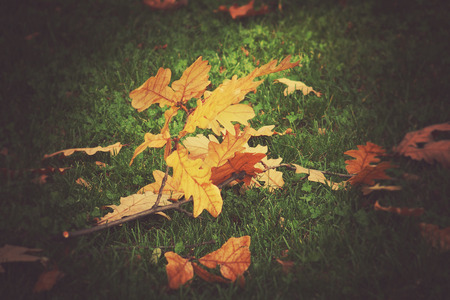 beautiful gold twig with autumn golden leaves lying on green grass in the warm sun