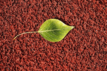 beautiful autumn fallen leaf lying on a brown backgroundの写真素材