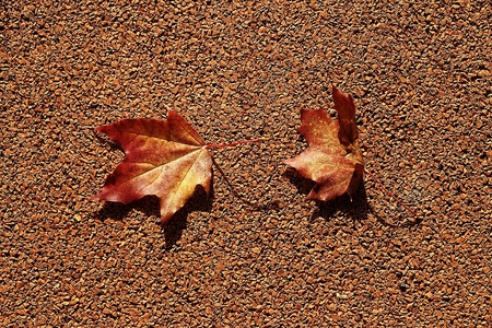 beautiful autumn fallen leaf lying on a brown background