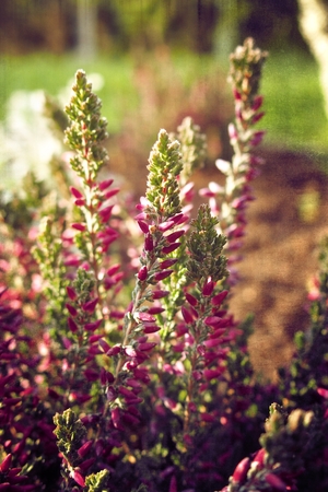 beautiful colorful autumn heathers in the warm sun in the gardenの写真素材