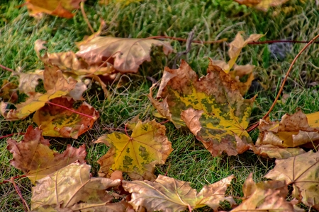 beautiful yellow, golden, brown autumn leaves lying on green grass on a warm sunny day