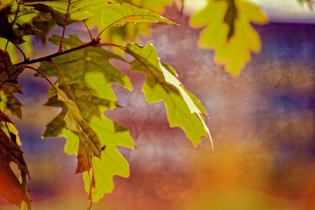 beautiful red autumn background of oak leaves on a blue sky background