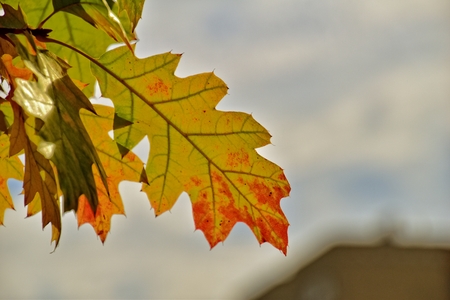 beautiful red autumn background of oak leaves on a blue sky backgroundの写真素材