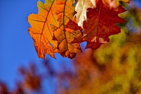 beautiful red autumn background of oak leaves on a blue sky background