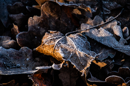 background of beautiful autumn brown oak leaves covered with the first white frostの写真素材