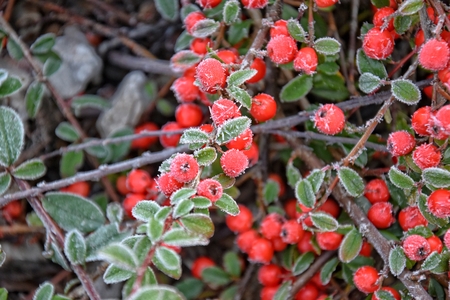 beautiful shrub with green leaves and red fruits covered with white frost