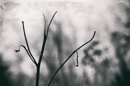 beautiful lonely leafless tree branches with drops of water after a November cold rainの写真素材