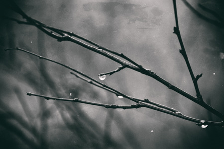 beautiful lonely leafless tree branches with drops of water after a November cold rainの写真素材