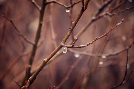 beautiful lonely leafless tree branches with drops of water after a November cold rain