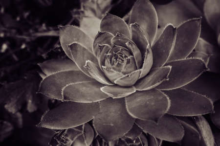 beautiful green cactus succulent creating an original background in close-upの写真素材