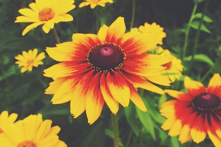 beautiful yellow flowers growing in the garden among green foliage background on a warm summer day...