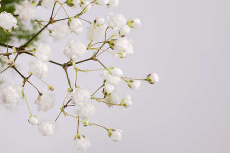 beautiful white small flower on a branch on a light backgroundの写真素材
