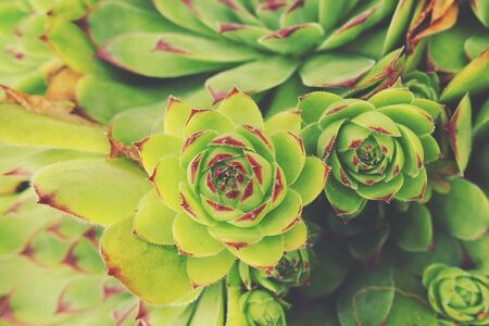 beautiful green cactus succulent creating an original background in close-upの写真素材